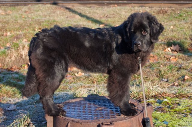 Фото: ньюфаундленд Сент Джонс Шармель