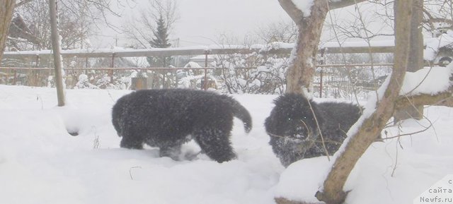 Фото: ньюфаундленд Bjornebandens Nancy Wilson