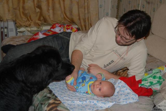 Фото: ньюфаундленд Рыцарь Благородный от Марлеон Дусвик