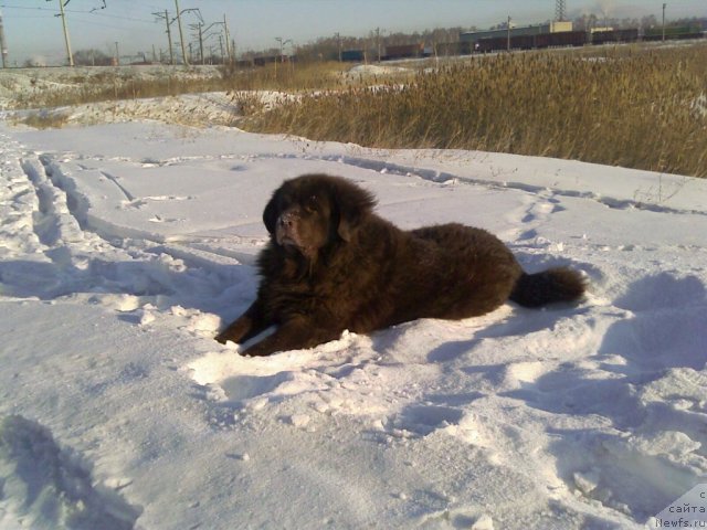 Фото: ньюфаундленд Балу Браун