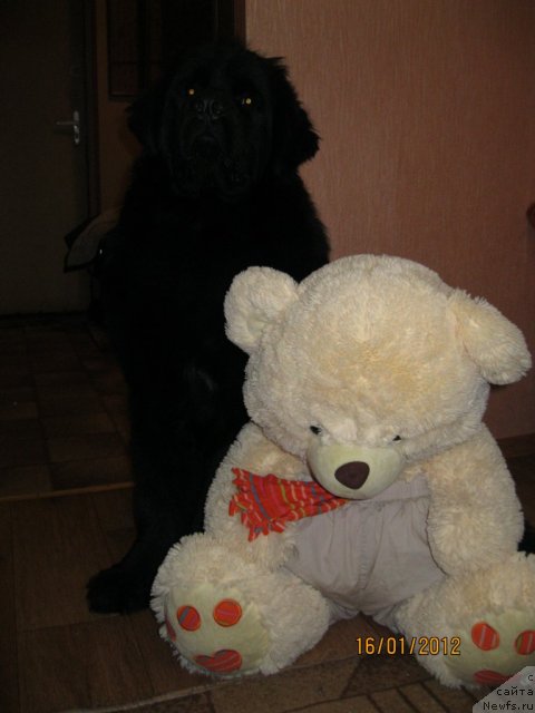 Фото: ньюфаундленд Сент Джонс Челенжер