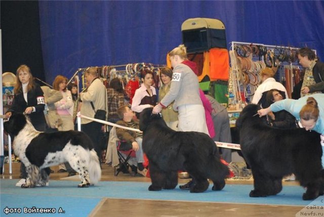 Фото: ньюфаундленд Just For My Heart Midnight Bear, ньюфаундленд Midnight Lady's Voodoo Priest