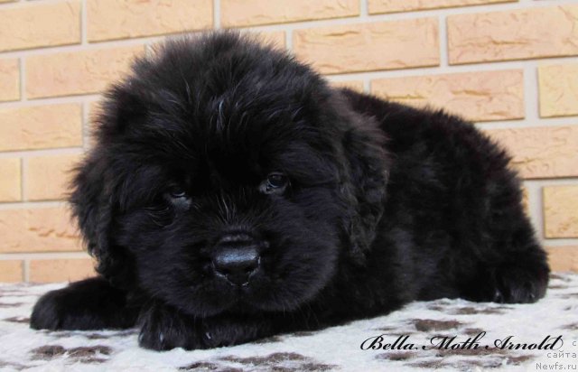 Фото: ньюфаундленд Бэлла Мосс Арнольд