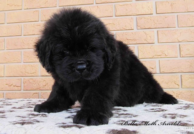 Фото: ньюфаундленд Бэлла Мосс Арнольд