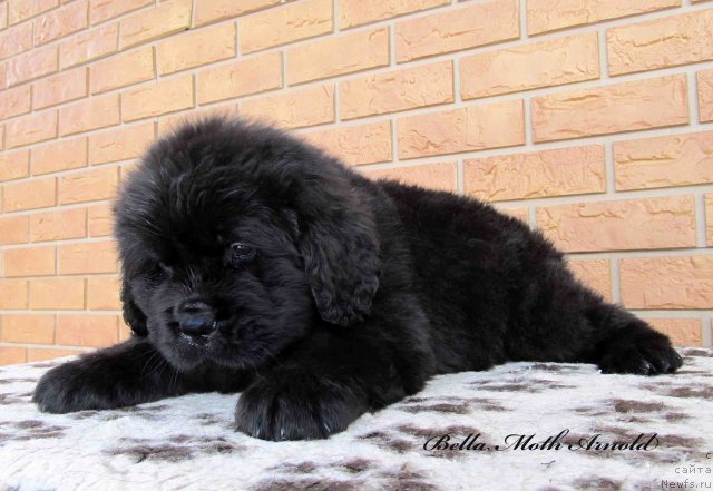 Фото: ньюфаундленд Бэлла Мосс Арнольд