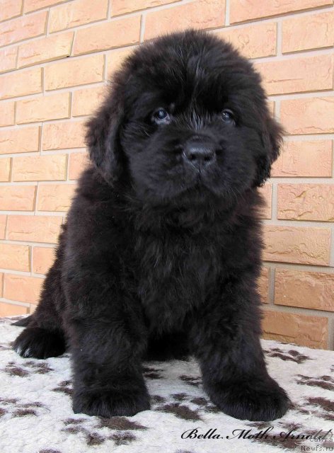 Фото: ньюфаундленд Бэлла Мосс Арнольд