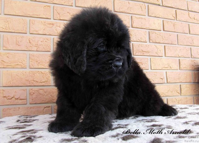 Фото: ньюфаундленд Бэлла Мосс Арнольд