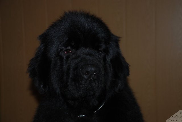 Фото: ньюфаундленд Акватория Келвин Онли Лав (Aquatoriya Kelvin Only Love)