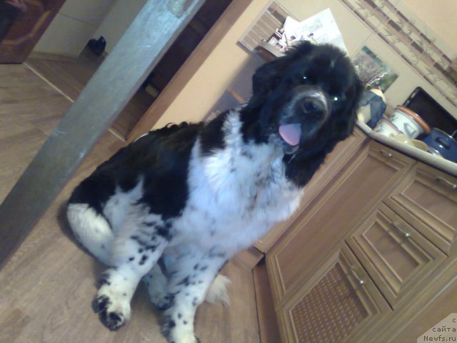 Фото: Александра Карзенкова, ньюфаундленд Блэк Диамонд Агидель от Потапа Теодорро