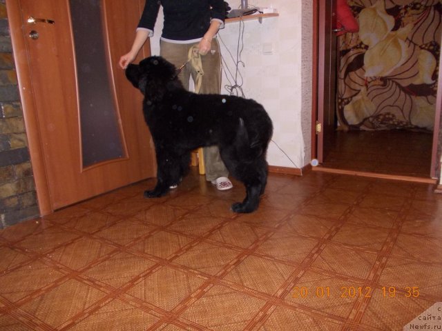 Фото: ньюфаундленд Клаус Блэк