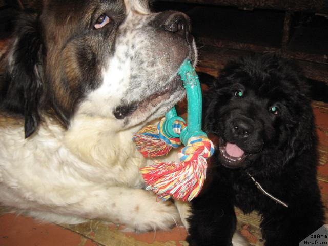 Фото: ньюфаундленд Жасмин Северный Каприз из Медвежьего Яра (Zhasmine Severny Caprice iz Medvejyego Yara)