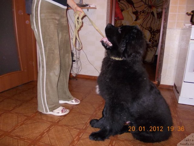 Фото: ньюфаундленд Клаус Блэк