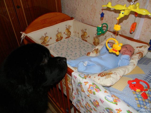 Фото: ньюфаундленд Акватория Келвин Куинджи