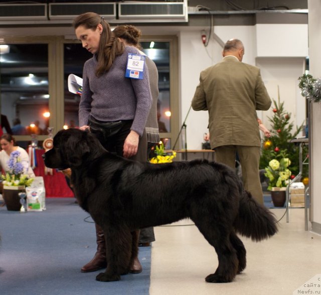 Фото: ньюфаундленд Дар Свезы Юнесса Корона Аустралис (Dar Svezy Unessa Korona Australis), Инга Гончаренко