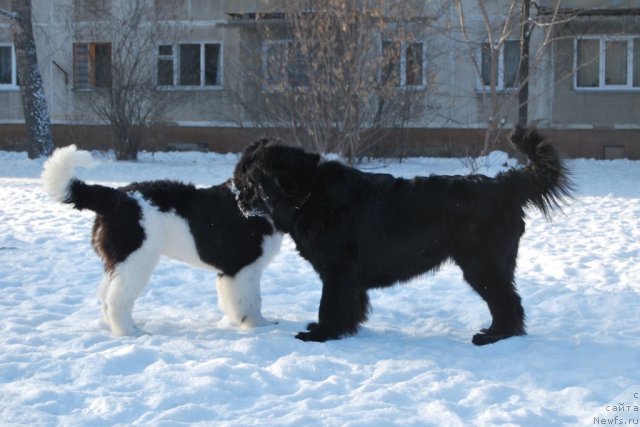 Фотография № 85661