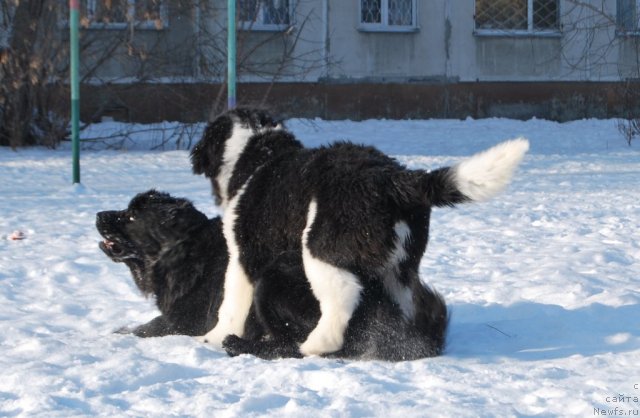 Фотография № 85662