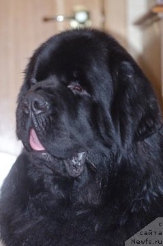 Фото: ньюфаундленд Акватория Келвин Килиманджаро (Aquatoriya Kelvin Kilimandzharo)