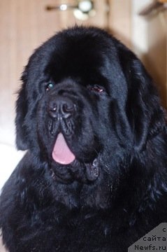 Фото: ньюфаундленд Акватория Келвин Килиманджаро (Aquatoriya Kelvin Kilimandzharo)