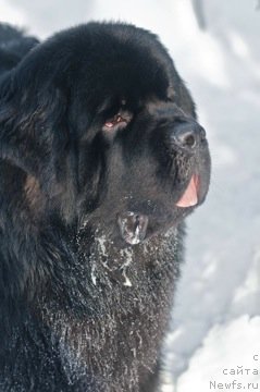 Фото: ньюфаундленд Акватория Келвин Килиманджаро (Aquatoriya Kelvin Kilimandzharo)