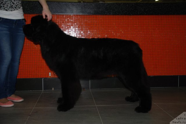 Фото: ньюфаундленд Акватория Келвин Онли Лав (Aquatoriya Kelvin Only Love)