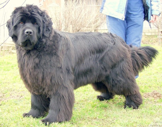 Фотография № 85686