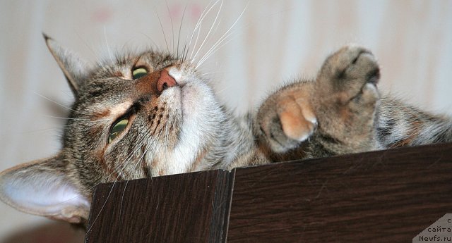 Фото: Кошка Аксюта