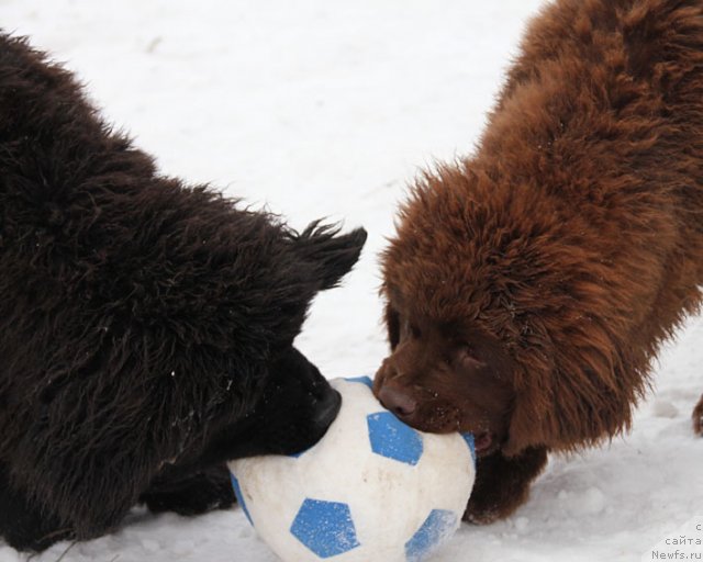 Фотография № 85711