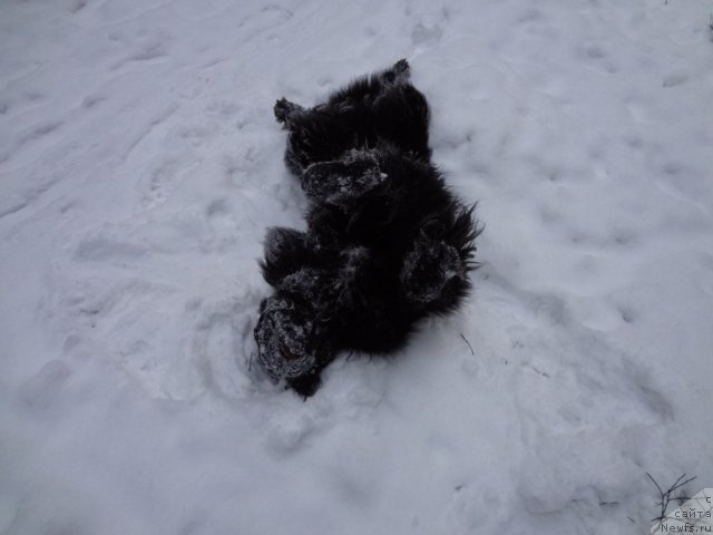 Фото: ньюфаундленд Смигар Дар Божий