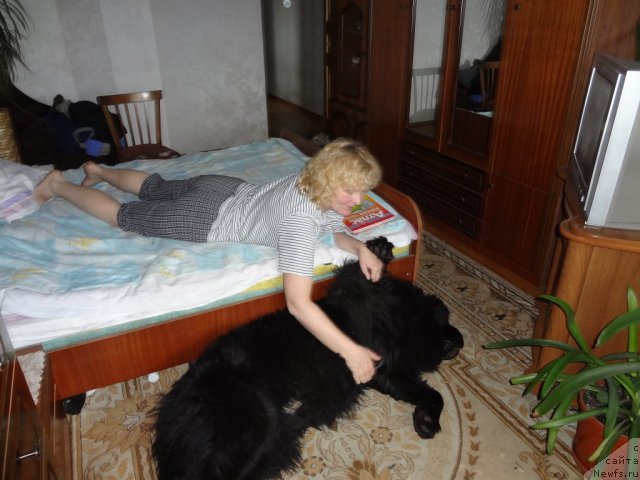 Фото: ньюфаундленд Смигар Дар Божий