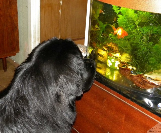 Фотография № 85743