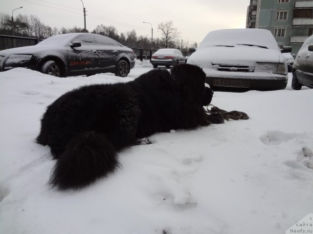 Фото: ньюфаундленд Смигар Дар Божий