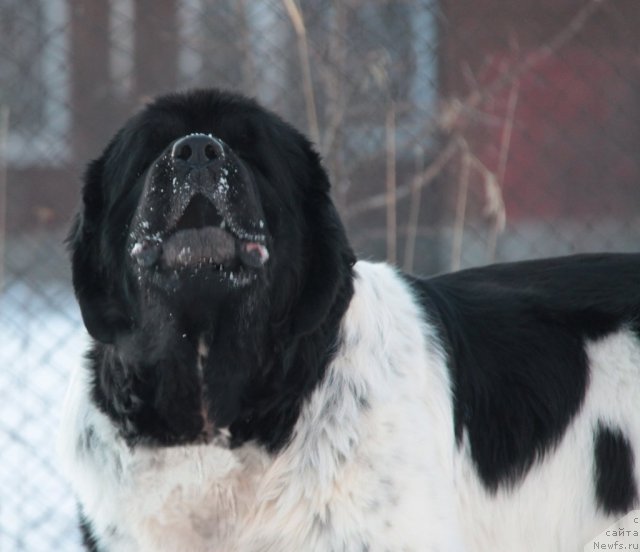 Фотография № 85753