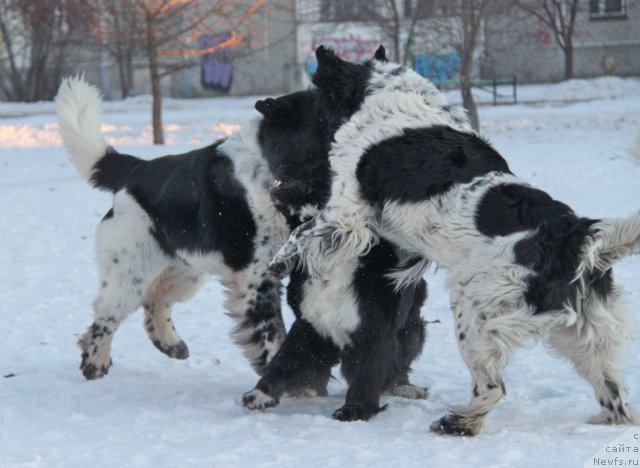 Фотография № 85754