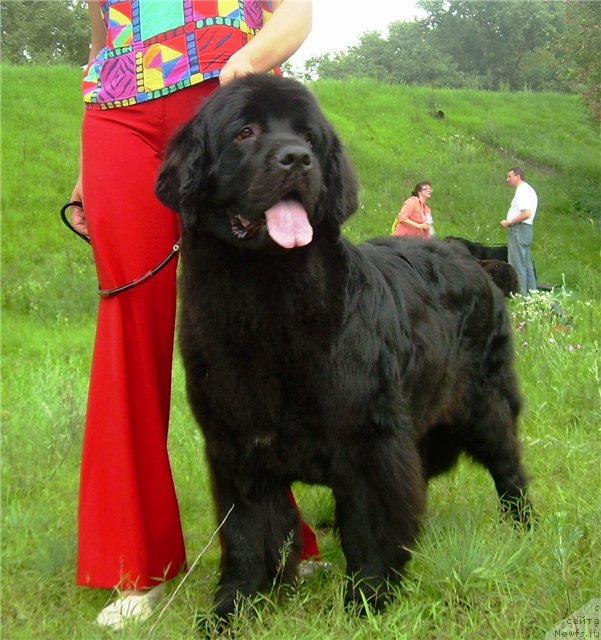 Фото: ньюфаундленд Чинара Большой Малыш (Chinara Bolshoj Malysh)