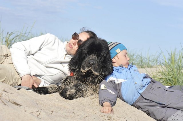 Фото: ньюфаундленд Дар Свезы Юнесса Корона Аустралис (Dar Svezy Unessa Korona Australis), Инга Гончаренко, Глеб