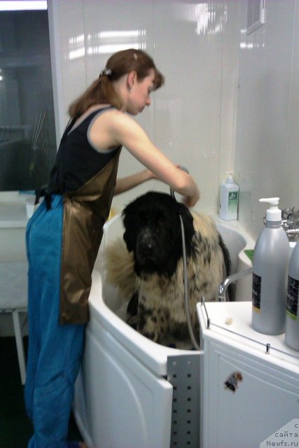 Фото: Анна Князева, ньюфаундленд Супер Бизон Екатеринбург (Super Bizon Ekaterinburg)