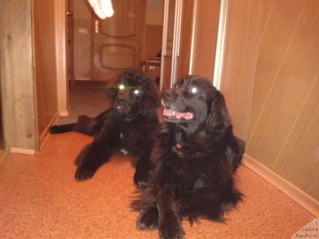 Фото: ньюфаундленд Питерньюф Нота Бене (Piternyuf Nota Bene), ньюфаундленд Абигаль Бомонд