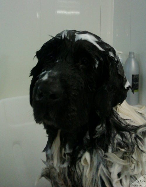 Фото: ньюфаундленд Супер Бизон Екатеринбург (Super Bizon Ekaterinburg)