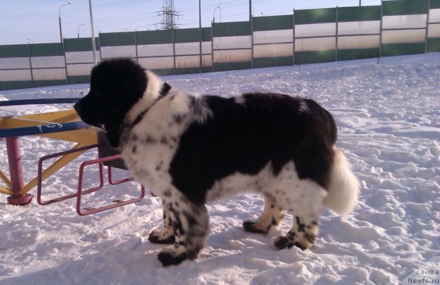 Фото: ньюфаундленд Супер Бизон Екатеринбург (Super Bizon Ekaterinburg)