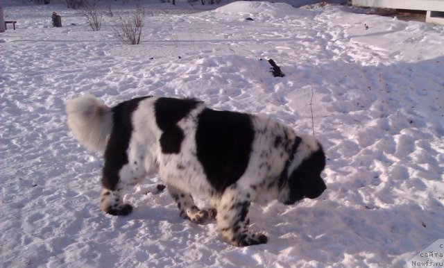 Фото: ньюфаундленд Супер Бизон Екатеринбург (Super Bizon Ekaterinburg)