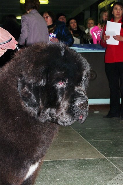 Фото: ньюфаундленд Оливрико Аврора (Olivriko Avrora)