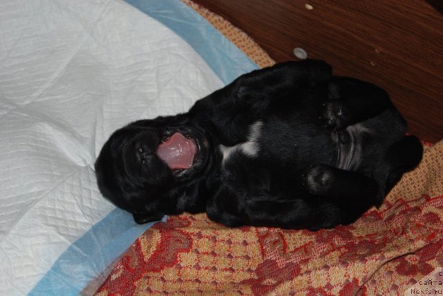 Фото: ньюфаундленд Антей Гранд Победитель