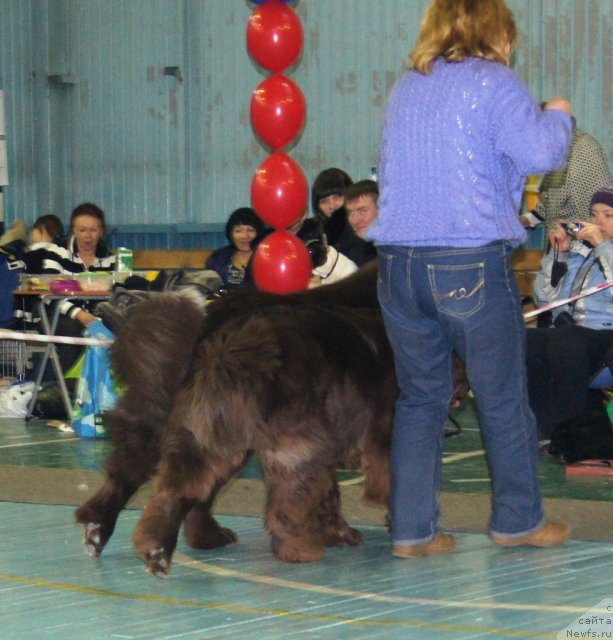 Фото: ньюфаундленд Обуш Шед Якутия (Obush Shed Yakutia), ньюфаундленд Обуш Шед Янтарный Поцелуй