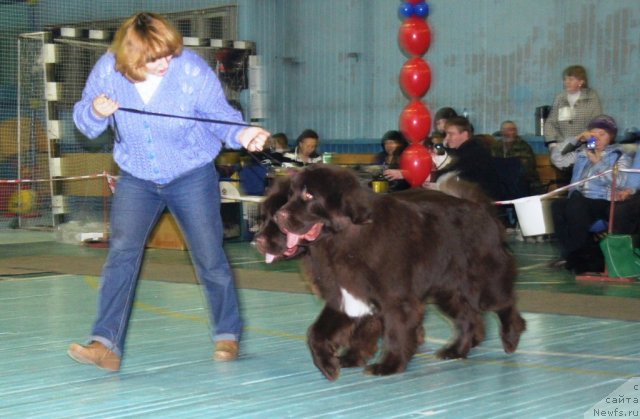 Фото: ньюфаундленд Обуш Шед Якутия (Obush Shed Yakutia), ньюфаундленд Обуш Шед Янтарный Поцелуй