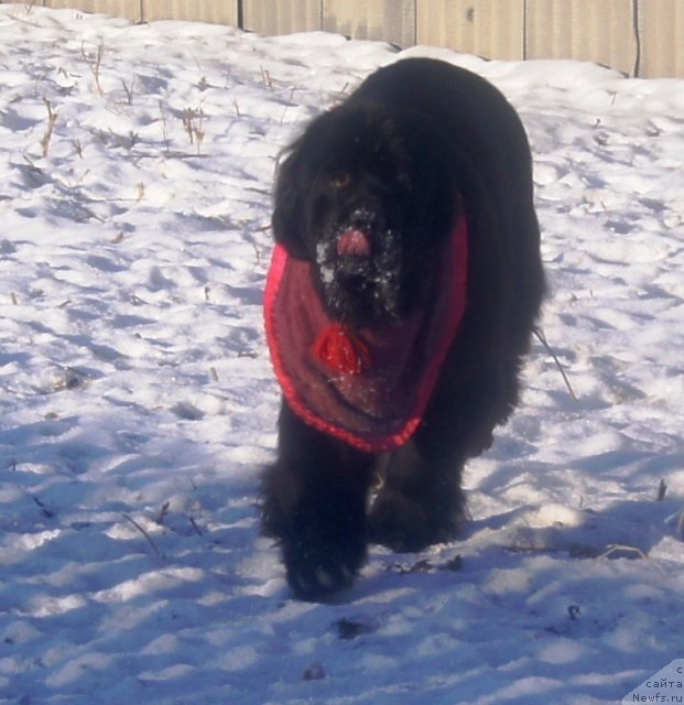 Фото: ньюфаундленд Их Высочество Гиацинта Бриз