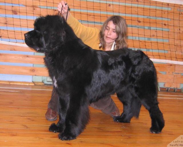 Фото: ньюфаундленд История Любви из Тихого Омута (Istoria Lubvi iz Tihogo Omuta)