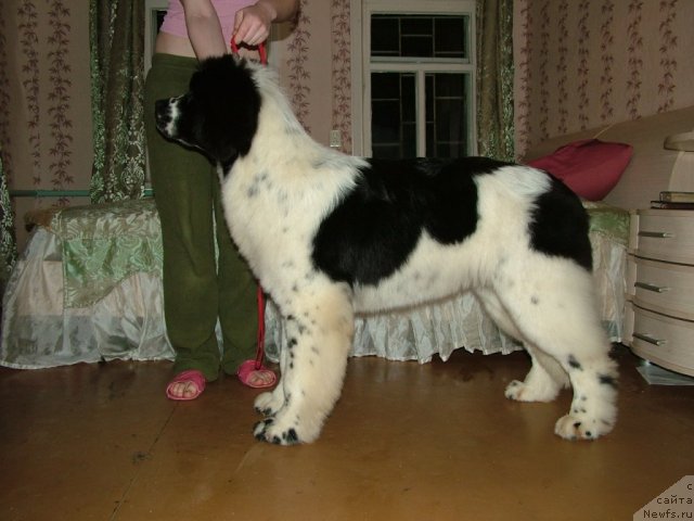 Фотография № 85864