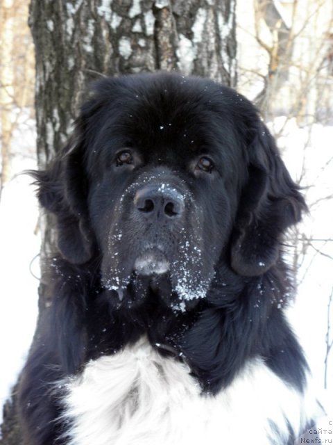 Фото: ньюфаундленд Старбимовлав Гардемарин