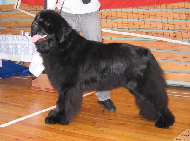 Фото: ньюфаундленд Супер Премиум Бэрри Гуд Лак (Super Premium Berry Good Luck)