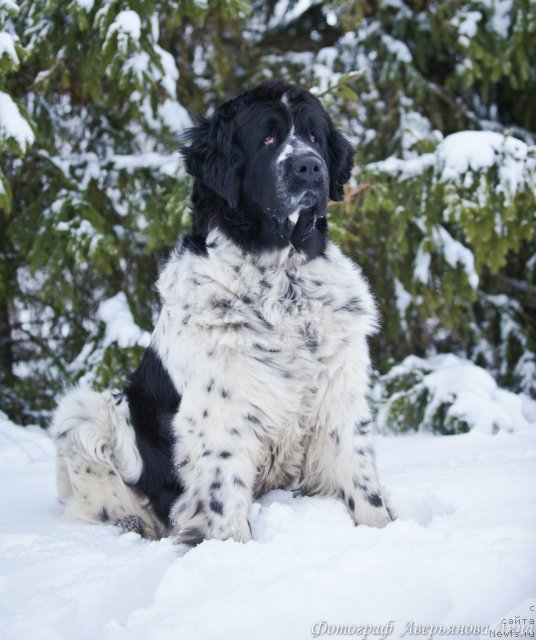 Фото: ньюфаундленд Маг Исполин Карте Бланч фор Питерньюф (Mag Ispolin Carte Blanche for Piternyuf)
